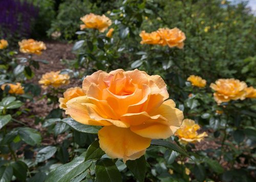 images