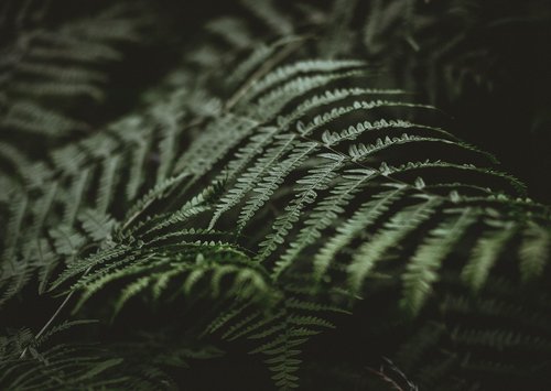 images