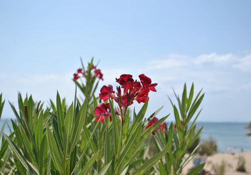 images
