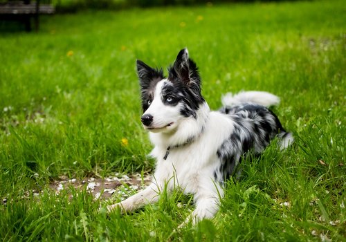 images